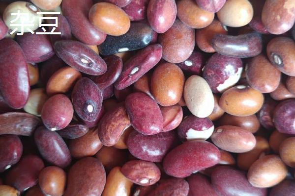 大豆和杂豆的区别，所包含的种类不同