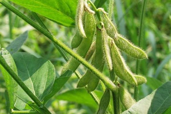 大豆和杂豆的区别，所包含的种类不同