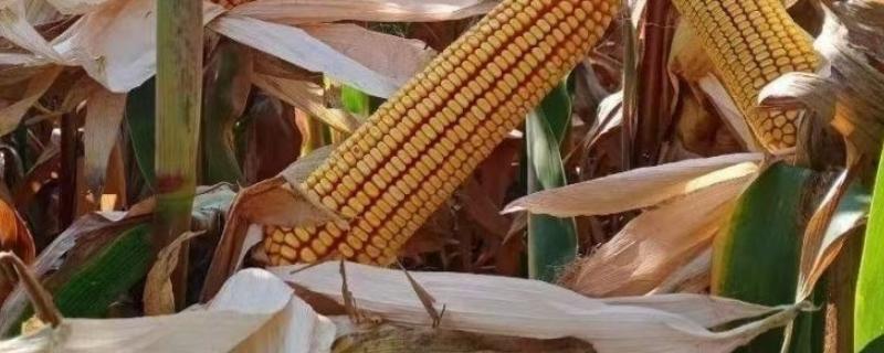 龙生216玉米种简介