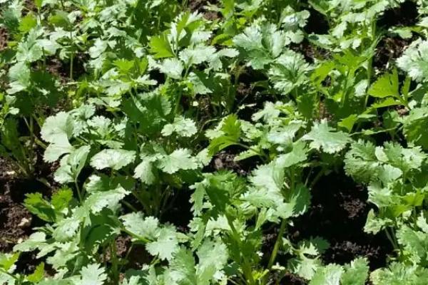 香菜的种植方法,要定时的施肥和除虫