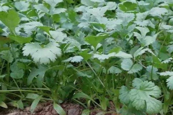 香菜的种植方法,要定时的施肥和除虫