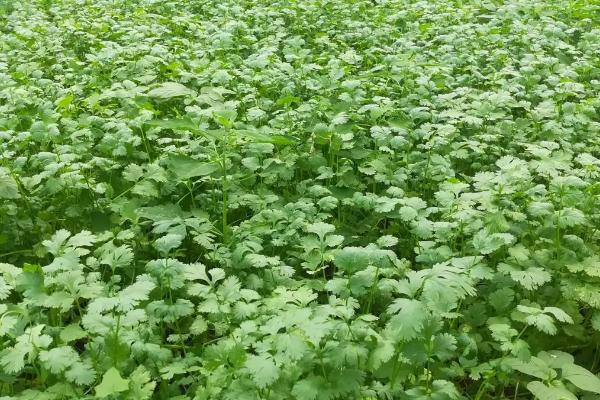 香菜的种植方法,要定时的施肥和除虫