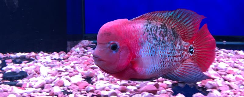 罗汉鱼苗的饲养方法