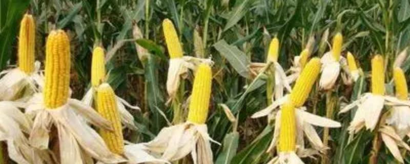 沃育698玉米种子特点