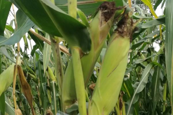 沃育698玉米种子特点，喇叭口期防治玉米螟