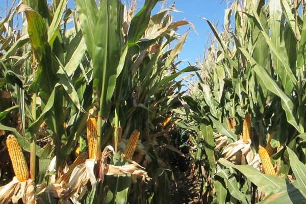 沃育698玉米种子特点，喇叭口期防治玉米螟