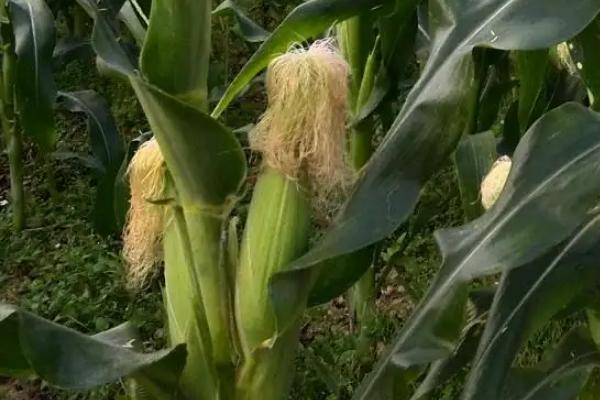 JKY637玉米种子特点，中抗穗腐病