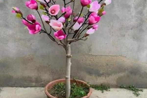 玉兰是否适合在家中栽培，可以种植但不宜摆放在室内