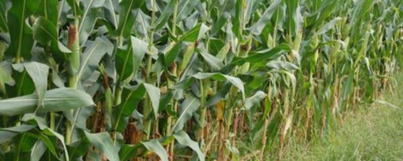 晋锋103玉米种子特征特性