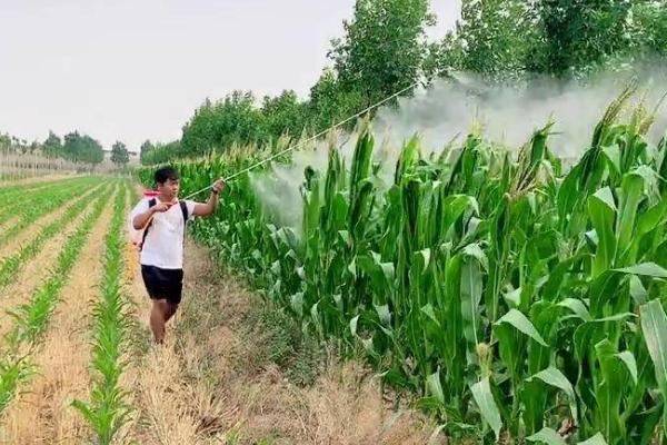 玉米上面出现蜗牛怎么防治，撒施石灰可让蜗牛失水死亡