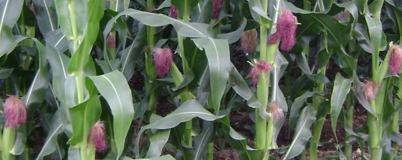 金穗569玉米种子特点