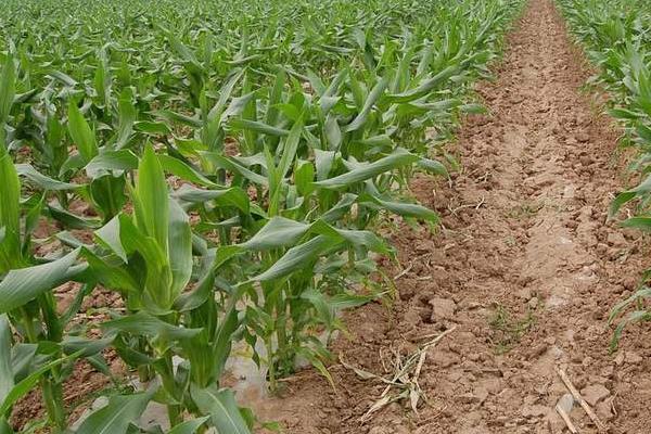 金穗569玉米种子特点,中抗大斑病