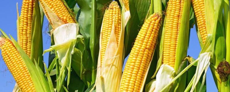 福盛777玉米种子特征特性