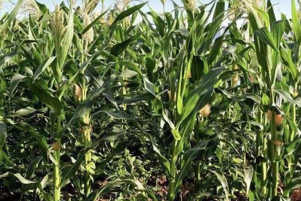 福盛777玉米种子特征特性,中抗大斑病