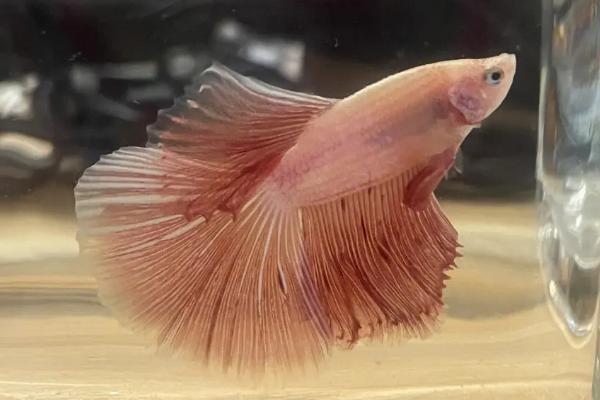 斗鱼生存最低水温，不同品种对最低温度的要求有所区别