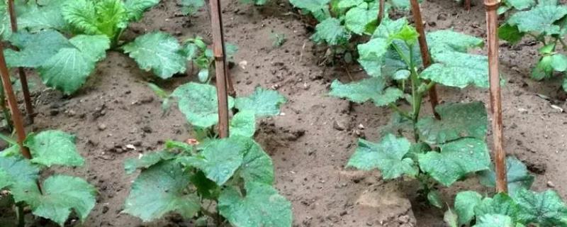 怎么防治黄瓜秧上面的腻虫