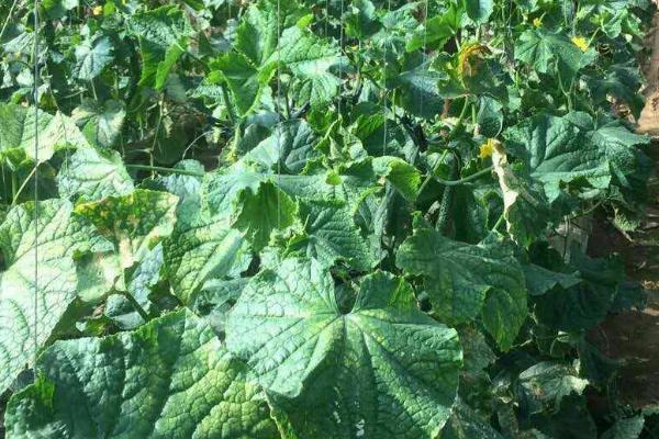 怎么防治黄瓜秧上面的腻虫,清理杂草后再喷洒抗蚜威等药物