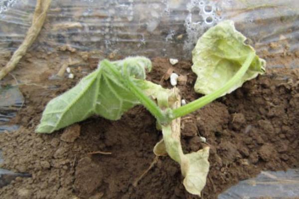 怎么防治黄瓜秧上面的腻虫,清理杂草后再喷洒抗蚜威等药物