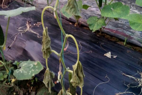 怎么防治黄瓜秧上面的腻虫,清理杂草后再喷洒抗蚜威等药物