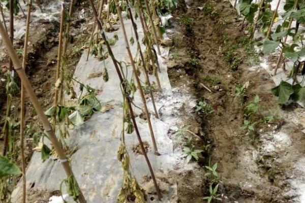 怎么防治黄瓜秧上面的腻虫,清理杂草后再喷洒抗蚜威等药物