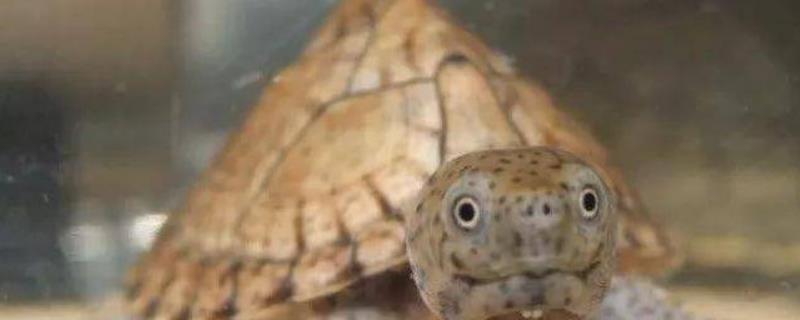 白唇蛋龟是不是深水龟