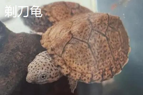白唇蛋龟是不是深水龟，属于深水龟常生活在植被丰富的水域中