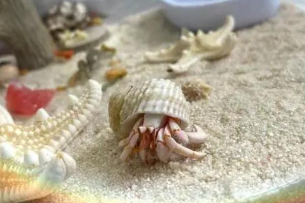 寄居蟹的形成方式,通过占据海螺的外壳来保护自己