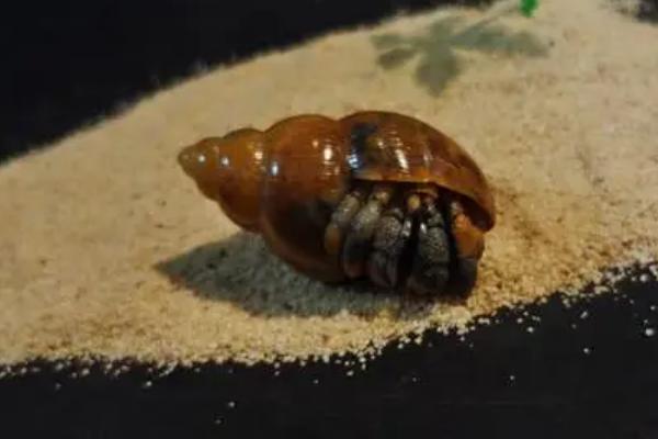 寄居蟹的形成方式,通过占据海螺的外壳来保护自己