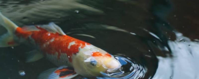 鱼缺氧如何急救