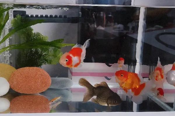 鱼缺氧如何急救，用充氧泵打氧可快速救治