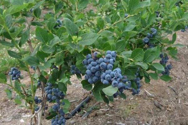 蓝莓要种多久才能结果,一般需要2年左右