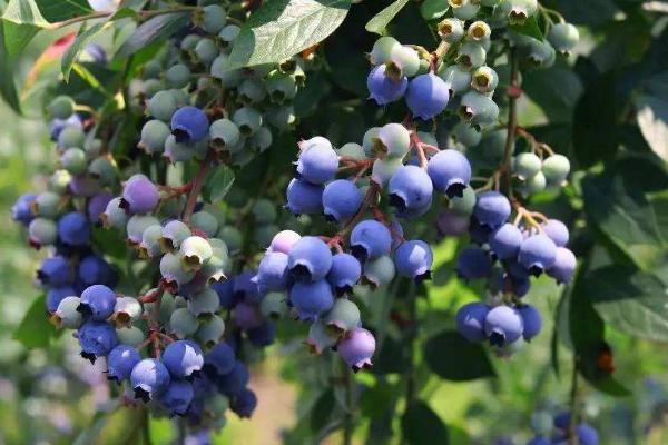 蓝莓要种多久才能结果,一般需要2年左右