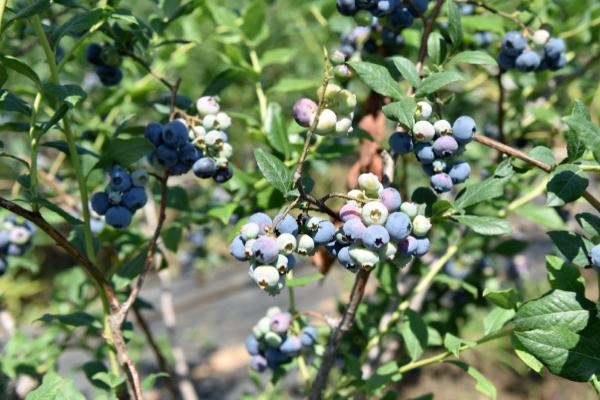 蓝莓要种多久才能结果,一般需要2年左右