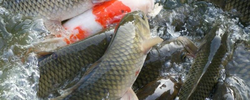 鱼身体上长白色的东西是什么病