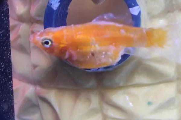 鱼身体上长白色的东西是什么病，可能是白点病、水霉病或孢子虫