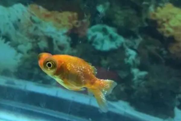 鱼身体上长白色的东西是什么病，可能是白点病、水霉病或孢子虫