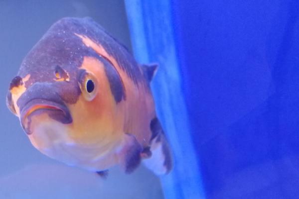 鱼身体上长白色的东西是什么病，可能是白点病、水霉病或孢子虫