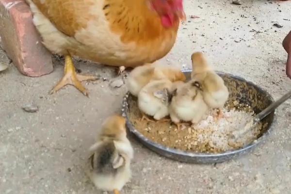 小鸡怎么喂养，温度一定要控制好