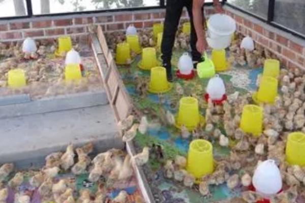 小鸡怎么喂养，温度一定要控制好