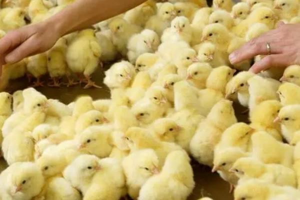 小鸡怎么喂养，温度一定要控制好