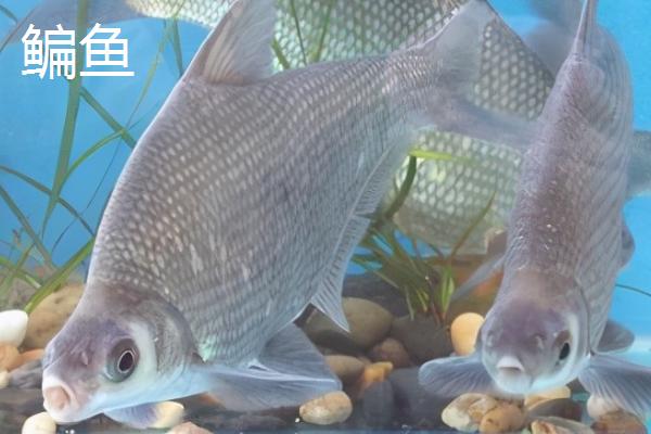 鳊鱼是鲂鱼吗，外观很像但不是同一种鱼