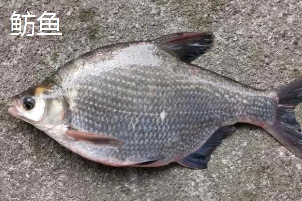 鳊鱼是鲂鱼吗，外观很像但不是同一种鱼