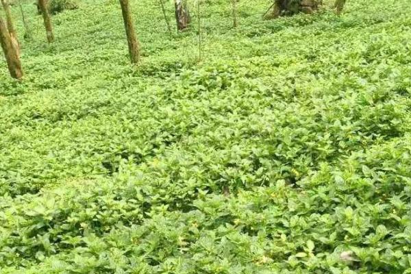 灵香草的养殖技术，多采用扦插繁殖