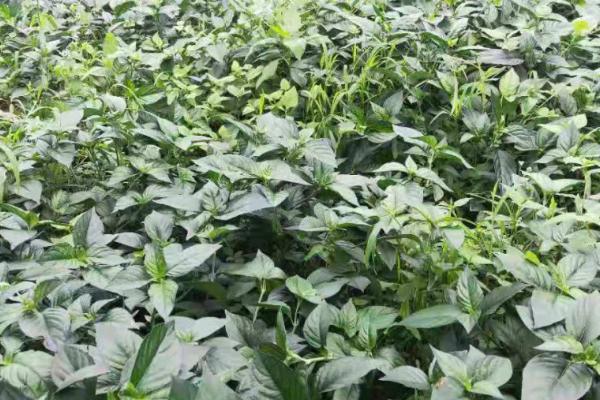 灵香草的养殖技术，多采用扦插繁殖