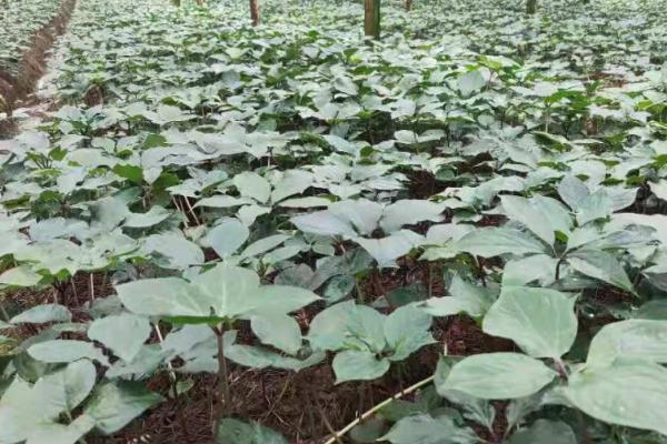 灵香草的养殖技术，多采用扦插繁殖