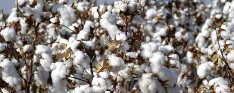 棉花的成分以什么为主