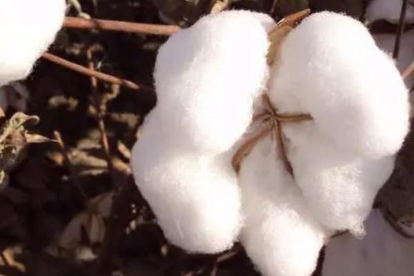 棉花的成分以什么为主，主成分是纤维素
