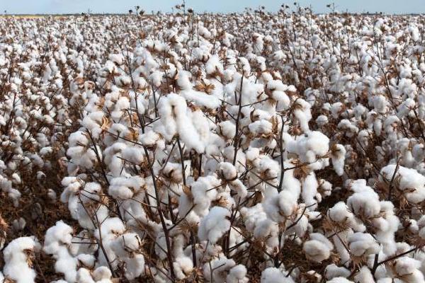 棉花的成分以什么为主，主成分是纤维素