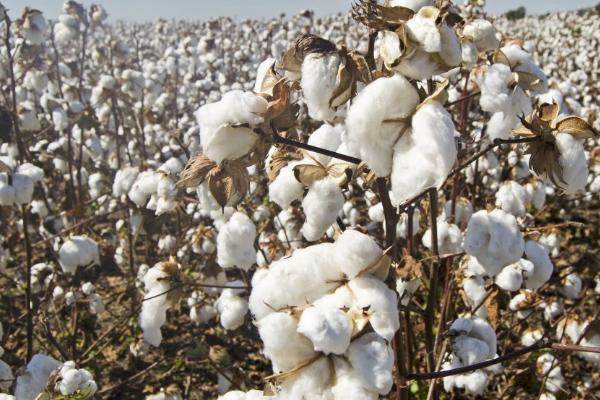 棉花的成分以什么为主，主成分是纤维素