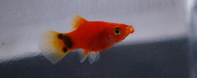 米奇鱼吃小鱼吗